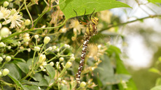 Blaugrüne Mosaikjungfer  (21).jpg